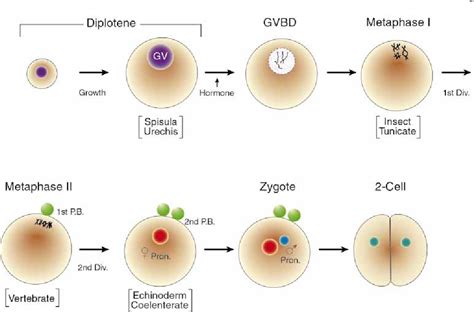 Xenopus Oocyte Maturation