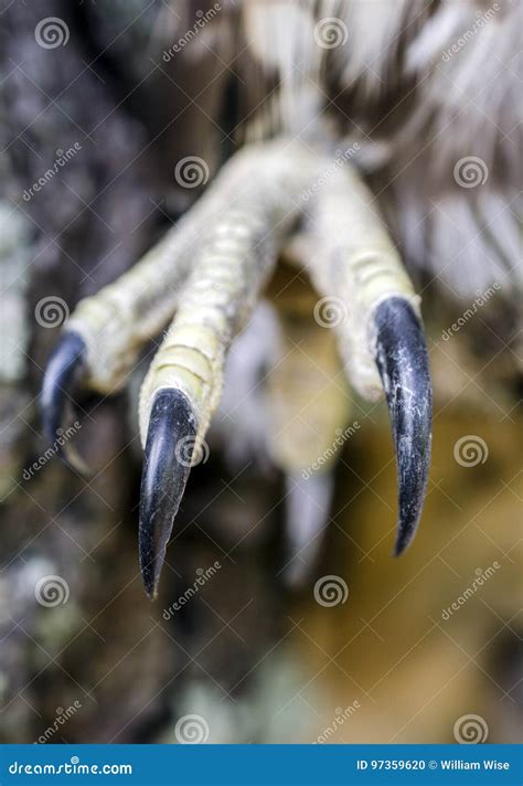 Talon Claws, Raptor Bird of Prey, Hawk Stock Photo - Image of north ...