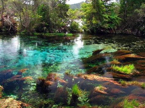 The cleanest fresh water in the world coming from Waikoropupu Springs (aka: Pupu Springs.) The ...