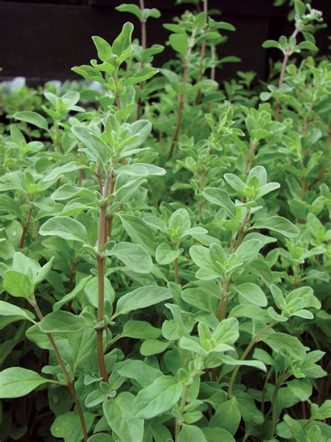 Marjoram | Cooking, Medicinal, Aromatic | Britannica