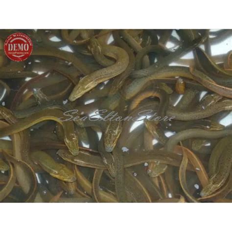 Jual Belut Hidup Belut Sawah Segar / Ikan Fresh Kualitas GARANSI SEGAR - Kota Bekasi - SeaElton ...