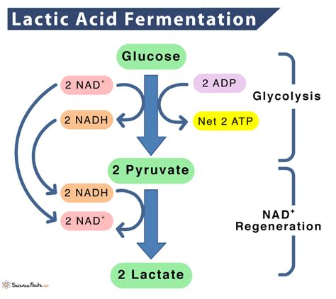 Lactic Acid Fermentation - Definition, Process, Equation, & Examples