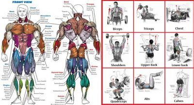 Lifting Techniques For Beginners To Increase Your Performance ...