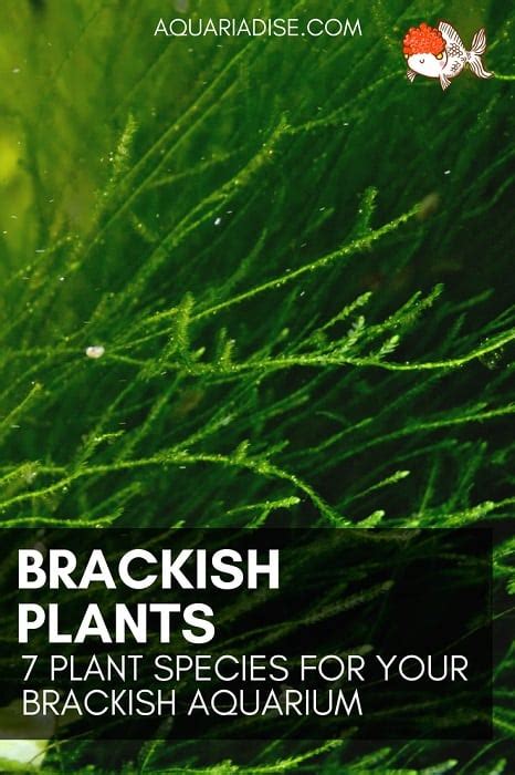 7 Hardy Plants For A Brackish Aquarium - Aquariadise