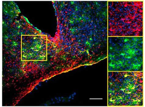 Astrocytes Keep Time For Brain and Behavior - Neuroscience News