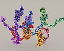 DNA 3D Single Stranded Tiles (Wyss) – Clarafi