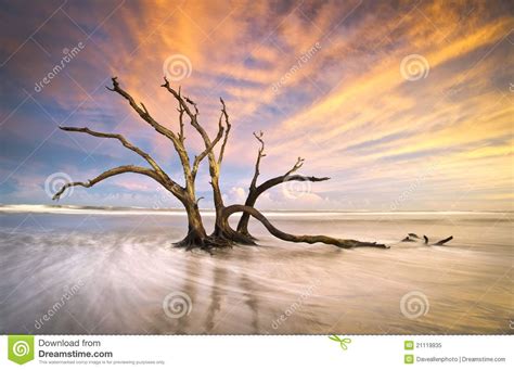 Bone Yard Sunrise Botany Bay Beach Edisto Island | Edisto island ...