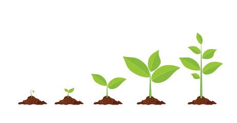 plant growing clipart - Clip Art Library