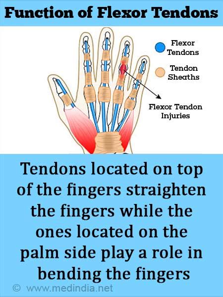 Left Leg Flexor Tendon Location : Flexor Digitorum Longus Origin ...