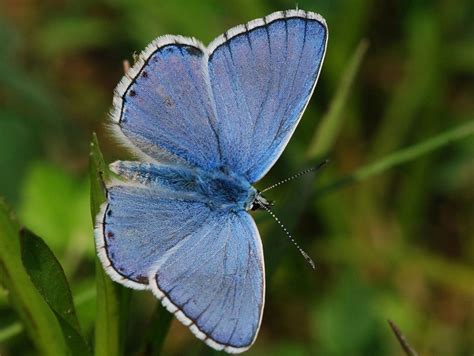 Endangered butterfly species thought to be extinct sighted in Czech ...