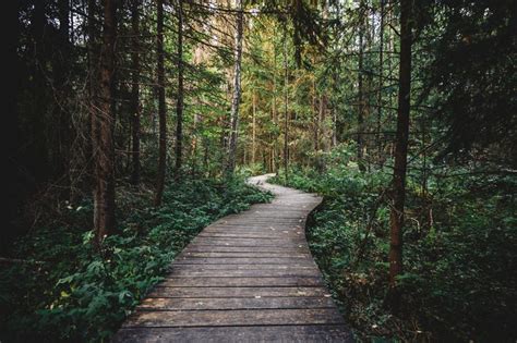 How The Challenges We Face Help Us Work Towards A Better Future | Forest path, Nature, Landscape