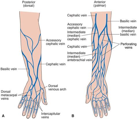 arm vein diagram - Google Search | Arm veins, Superficial veins ...