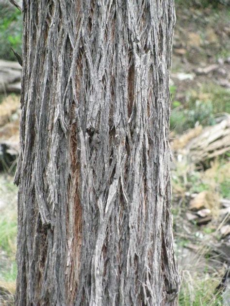 Eucalyptus baxteri (Brown Stringybark) | Brown Stringybark (… | Flickr