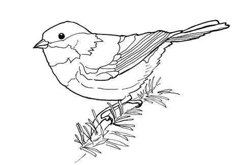 Chickadee Coloring Pages - Best Coloring Pages For Kids