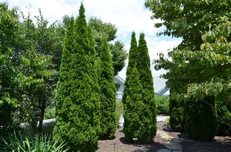 Emerald™ Arborvitae | What Grows There :: Hugh Conlon, Horticulturalist ...