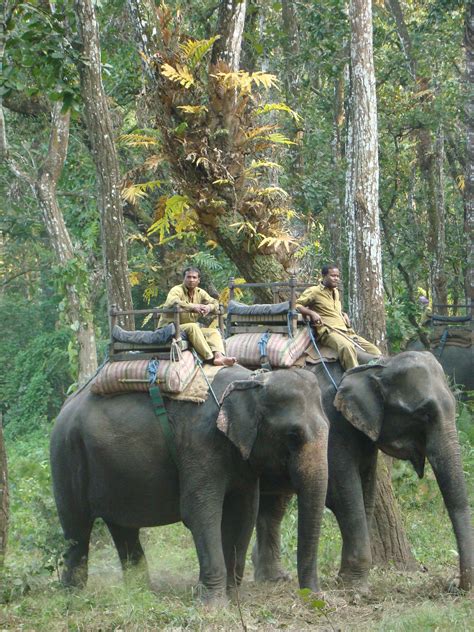 Elephant Safari, Chitwan, Nepal | Nepal travel, Nepal, Beautiful nepal