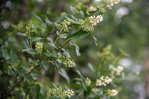 How to Grow and Care for Privet