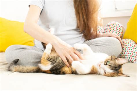 Toxoplasmosis In Cats: Causes, Symptoms, & Treatment - Cats.com