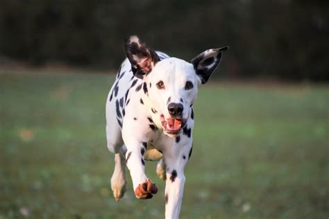 Dalmatian Temperament & Personality | Canna-Pet®