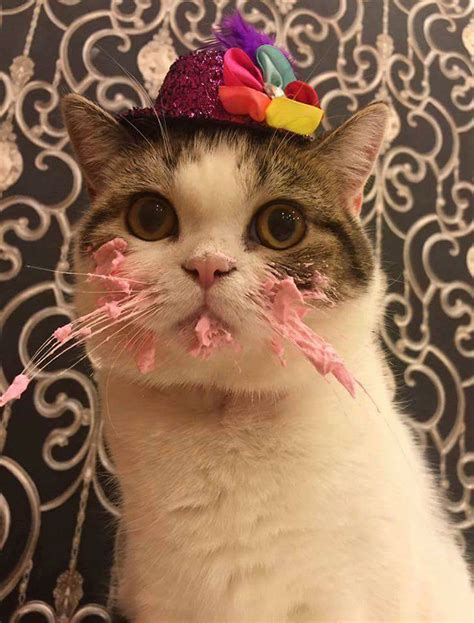 This Cat Eating A Cake On His Birthday Is Hilariously Adorable | Bored Panda