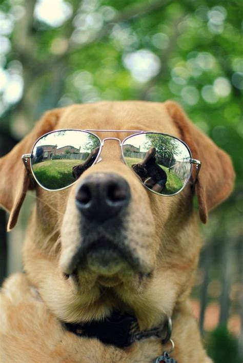 81 best Dogs with Sunglasses images on Pinterest