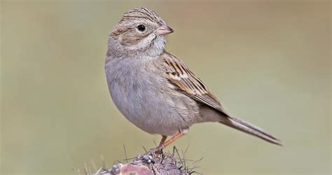 Brewer's Sparrow photos and videos, All About Birds, Cornell Lab of ...