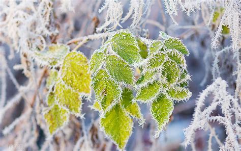 Green leaves, rime, snow, branch, frost wallpaper | nature and ...