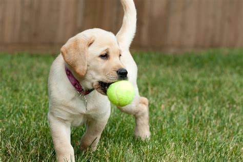 Yellow Lab Puppy Playing with a Tennis Ball