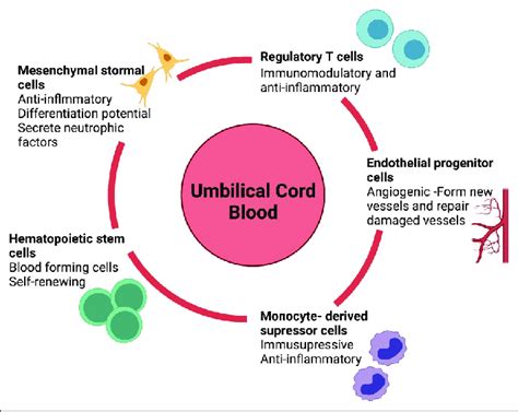 The main stem and progenitor cells present in umbilical cord blood ...