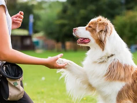 How to Train an Australian Shepherd – Herding Dog Zone