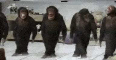 Monkey Dance GIFs - Find & Share on GIPHY