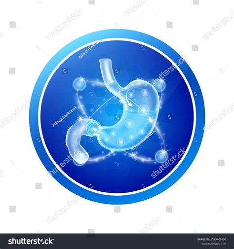 Stomach Health Care Labels Circle Shapes Stock Vector (Royalty Free) 2279406501 | Shutterstock