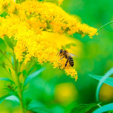 Best Flowers for Bees and Other Pollinators | Family Handyman