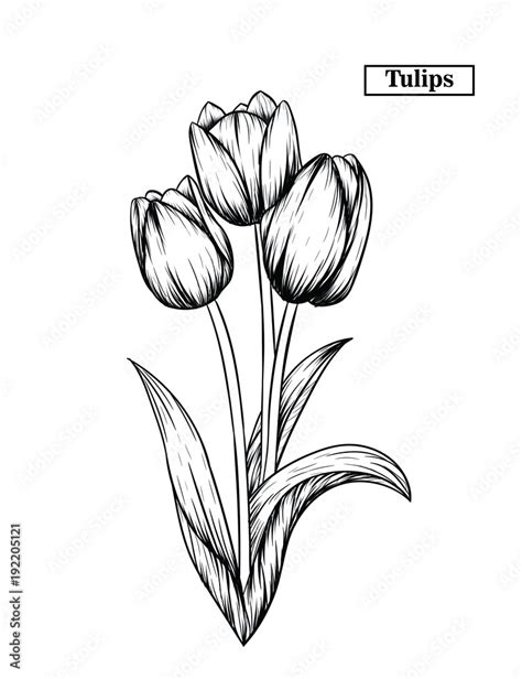 Hand drawn illustration and sketch Tulips flower. Black and white with ...