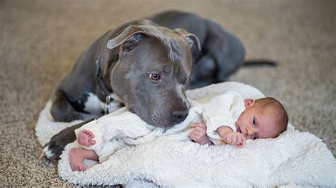 This Story about the Incredible Bond between a Pit Bull and a Little Girl Will Touch Your Heart