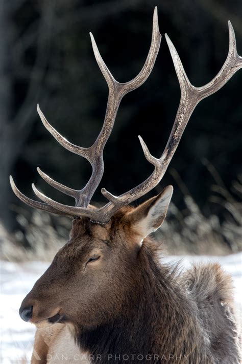 Behind the Shot: Incredible Elk Antlers in Banff