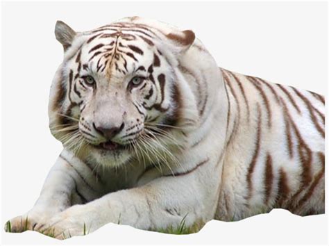 White Tiger - Mga Hayop Na Ligaw At Endangered Animals - Free Transparent PNG Download - PNGkey