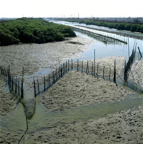 Fish Traps Photograph by Mark De Fraeye/science Photo Library