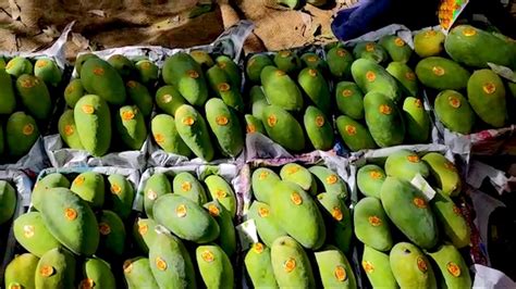 Mangoes From Farms of Mirpur Khas Are Short of Supply - News 360