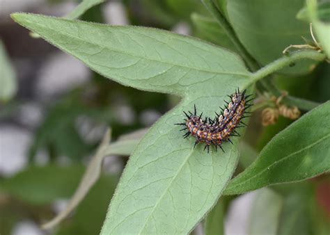 Gulf fritillary caterpillar