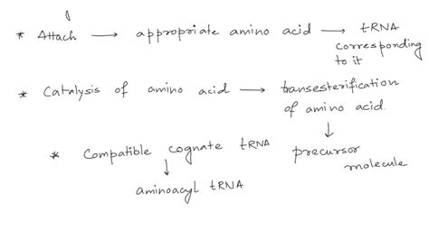 SOLVED: In translation. what is the function of aminoacyl-tRNA synthetases? To become a charged ...