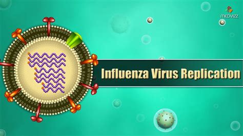 Influenza virus replication Cycle Animation - Medical Microbiology USMLE step 1 - YouTube