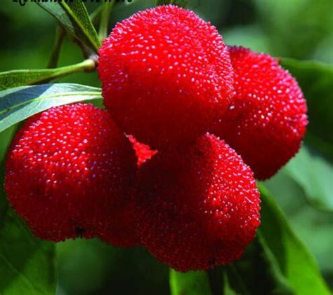 Strawberry Tree (Compacta) | Restoring Eden