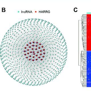 Identification of histone acetylation-related lncRNAs (HARlncRNAs) in... | Download Scientific ...