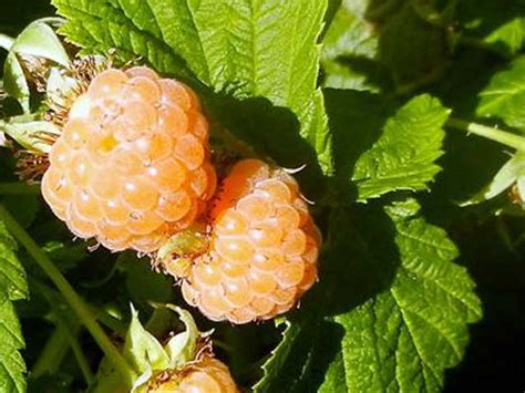 Raspberry Canes - Grow your own Autumn Bliss Raspberries