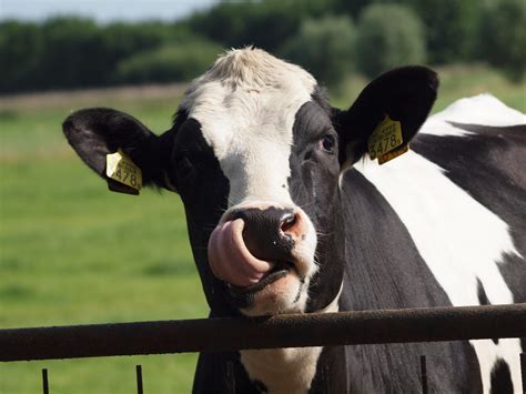 Kostenlose foto : Bauernhof, Kuh, Weide, Stier, Tiere, Molkerei ...