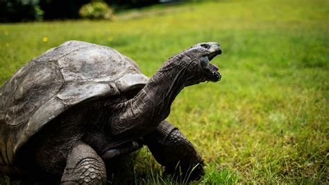 Jonathan the tortoise, world’s oldest land animal, celebrates his 190th birthday | CNN