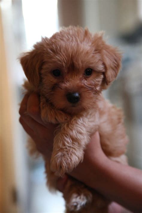 Yorkie Poo - Puppies, Rescue, Pictures, Information, Temperament, Characteristics | Animals Breeds