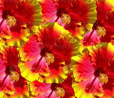 Hibiscus Flowers Hawaii 891507 Stock Photo at Vecteezy