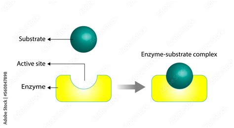 Enzyme function. substrate, enzyme, enzyme-substrate complex. Enzymatic ...